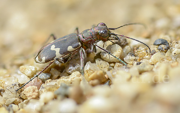 Kupferbrauner Sandlaufkäfer (Cicindela hybrida)