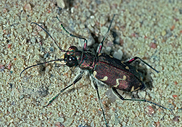 Kupferbrauner Sandlaufkäfer (Cicindela hybrida)