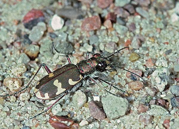 Kupferbrauner Sandlaufkäfer (Cicindela hybrida)