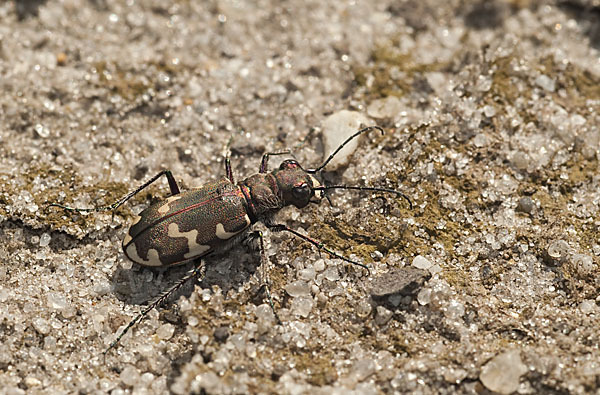 Kupferbrauner Sandlaufkäfer (Cicindela hybrida)