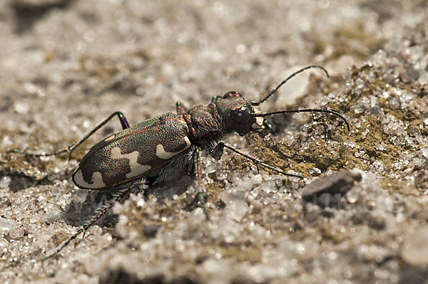 Kupferbrauner Sandlaufkäfer (Cicindela hybrida)