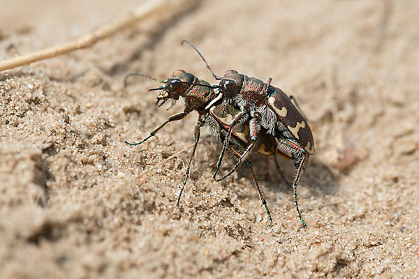 Kupferbrauner Sandlaufkäfer (Cicindela hybrida)