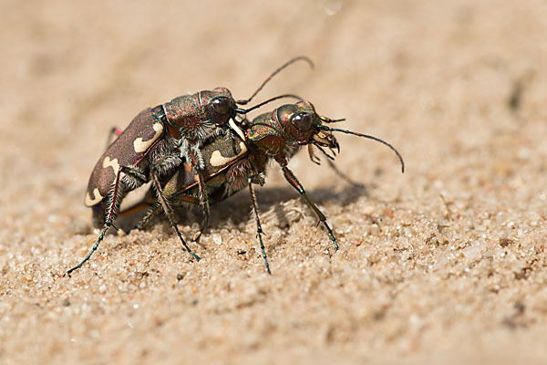 Kupferbrauner Sandlaufkäfer (Cicindela hybrida)