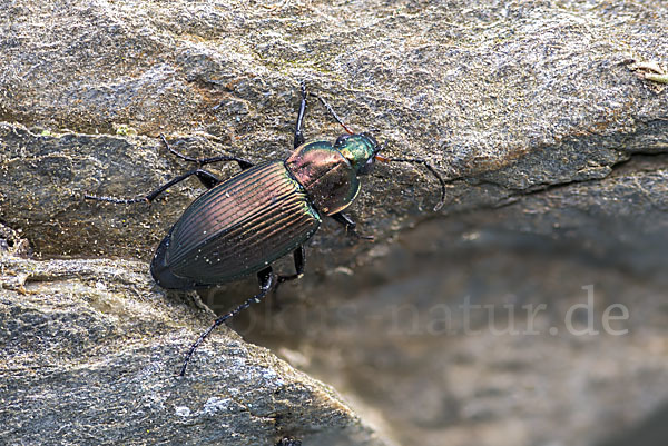 Kupferfarbene Buntgrabläufer (Poecilus cupreus)