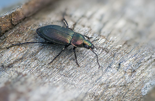 Kupferfarbene Buntgrabläufer (Poecilus cupreus)