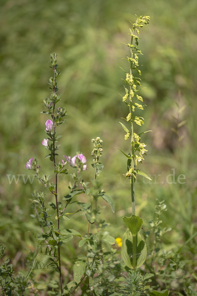 Kurzblättrige Stendelwurz (Epipactis distans)