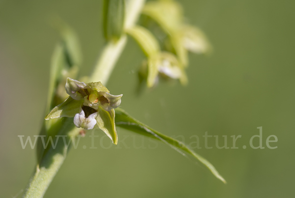 Kurzblättrige Stendelwurz (Epipactis distans)