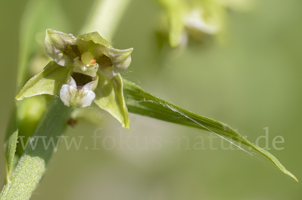 Kurzblättrige Stendelwurz (Epipactis distans)