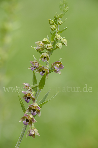 Kurzblättrige Stendelwurz (Epipactis distans)