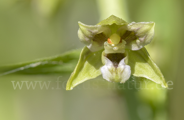 Kurzblättrige Stendelwurz (Epipactis distans)