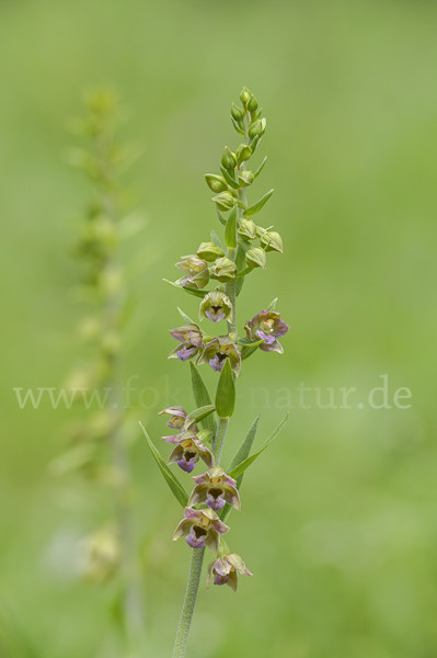 Kurzblättrige Stendelwurz (Epipactis distans)