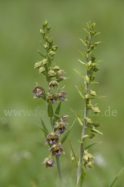 Kurzblättrige Stendelwurz (Epipactis distans)