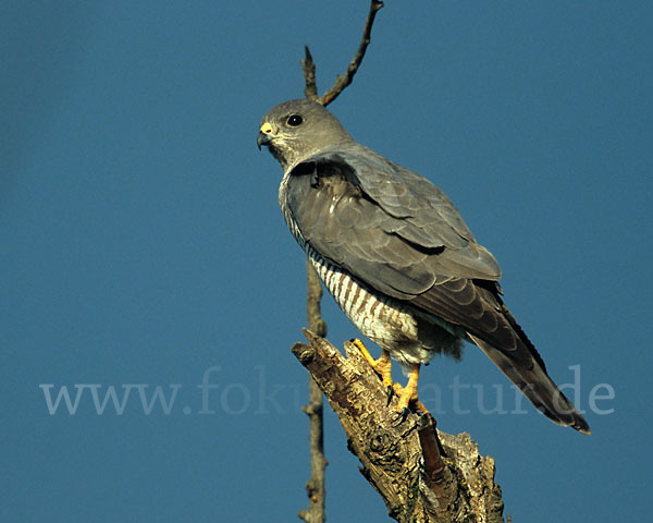 Kurzfangsperber (Accipiter brevipes)