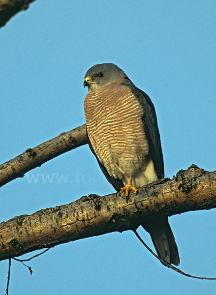 Kurzfangsperber (Accipiter brevipes)