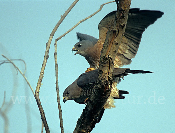 Kurzfangsperber (Accipiter brevipes)