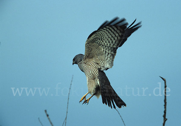 Kurzfangsperber (Accipiter brevipes)