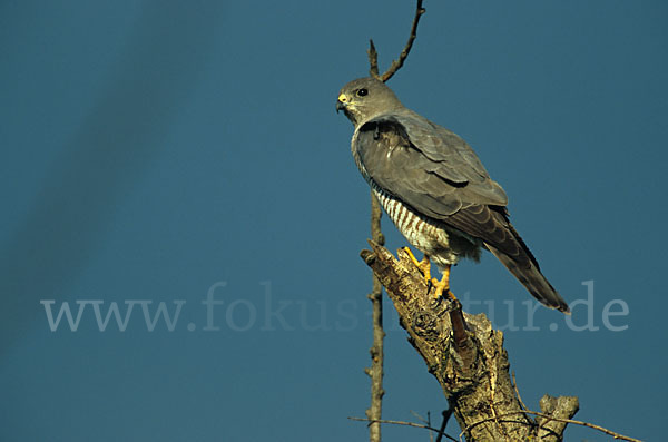 Kurzfangsperber (Accipiter brevipes)