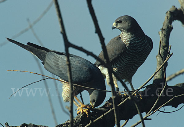 Kurzfangsperber (Accipiter brevipes)