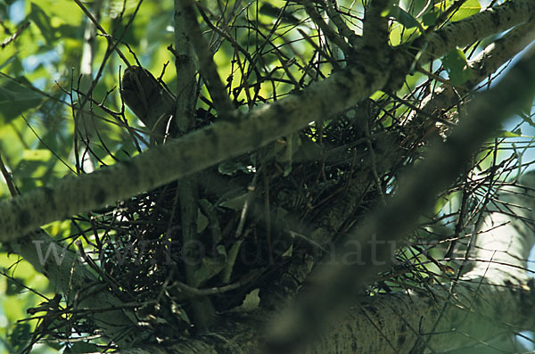 Kurzfangsperber (Accipiter brevipes)