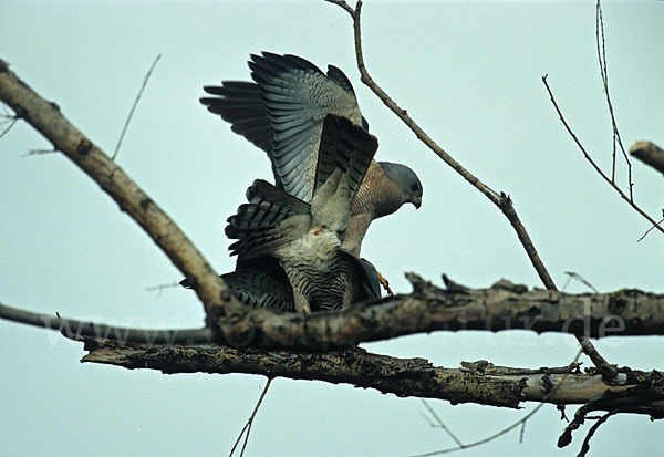 Kurzfangsperber (Accipiter brevipes)