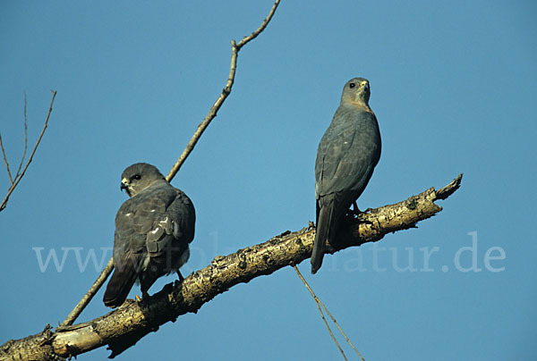 Kurzfangsperber (Accipiter brevipes)