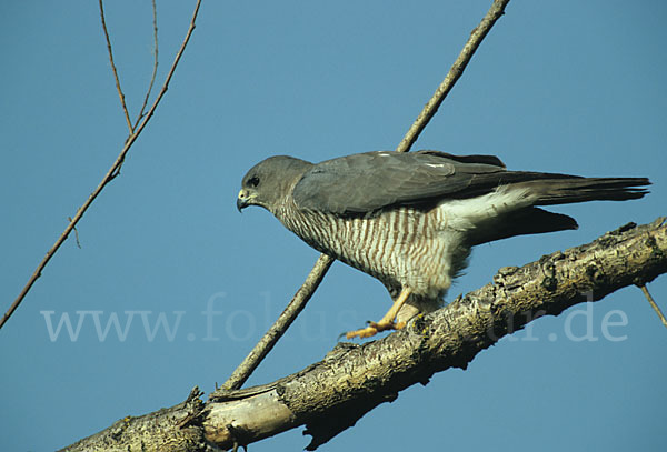 Kurzfangsperber (Accipiter brevipes)