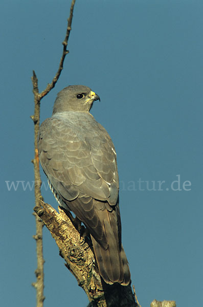 Kurzfangsperber (Accipiter brevipes)