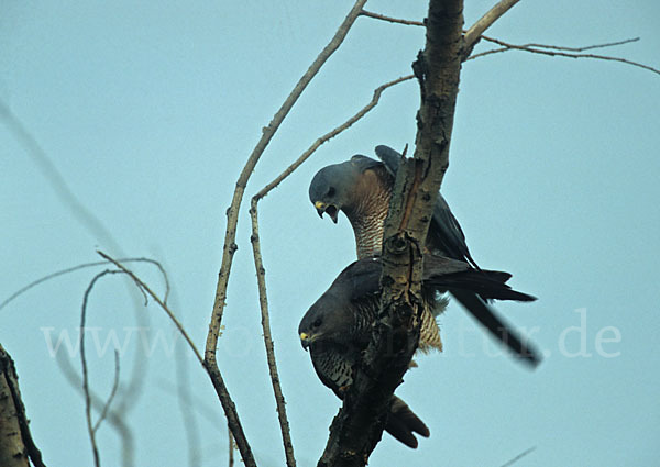 Kurzfangsperber (Accipiter brevipes)