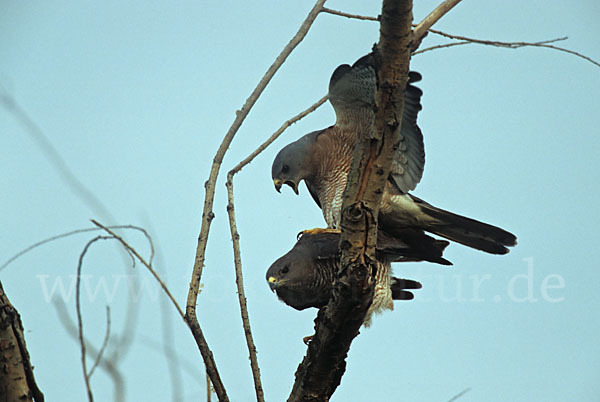 Kurzfangsperber (Accipiter brevipes)