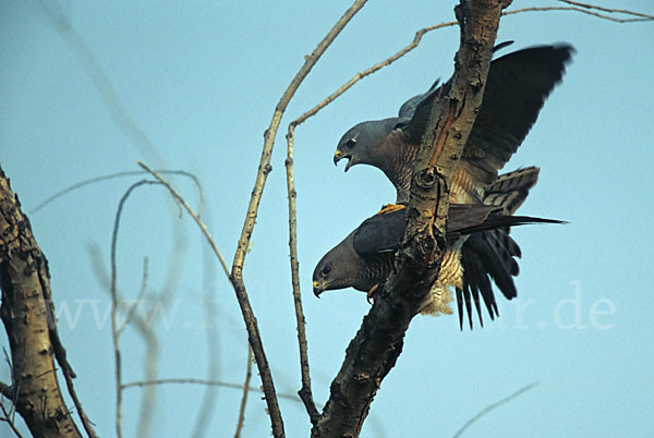 Kurzfangsperber (Accipiter brevipes)