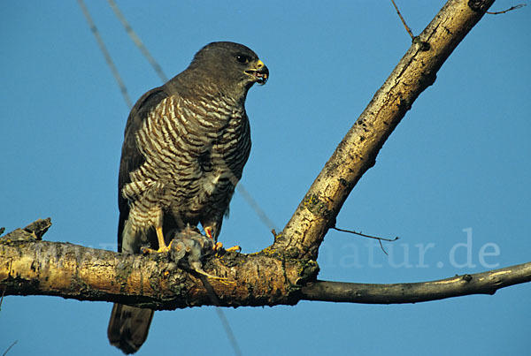 Kurzfangsperber (Accipiter brevipes)