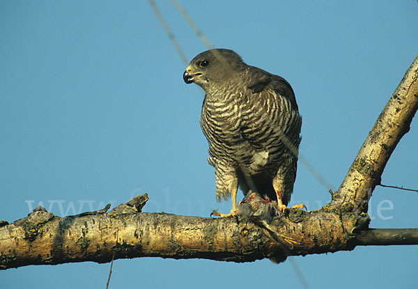 Kurzfangsperber (Accipiter brevipes)