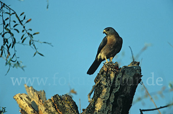 Kurzfangsperber (Accipiter brevipes)