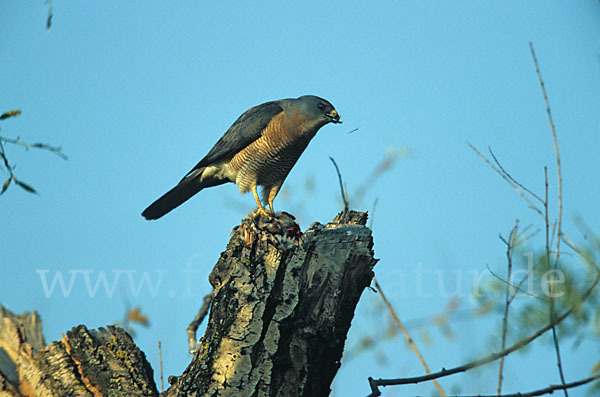 Kurzfangsperber (Accipiter brevipes)