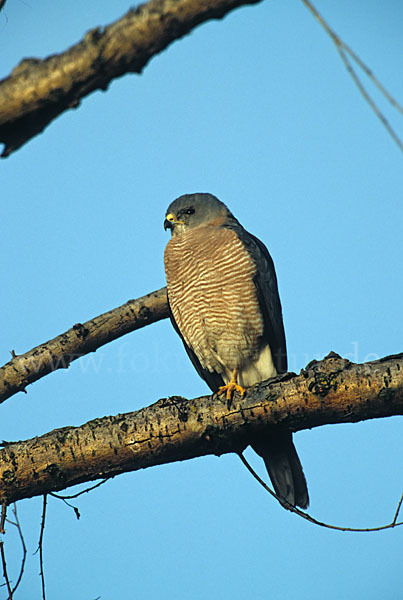 Kurzfangsperber (Accipiter brevipes)