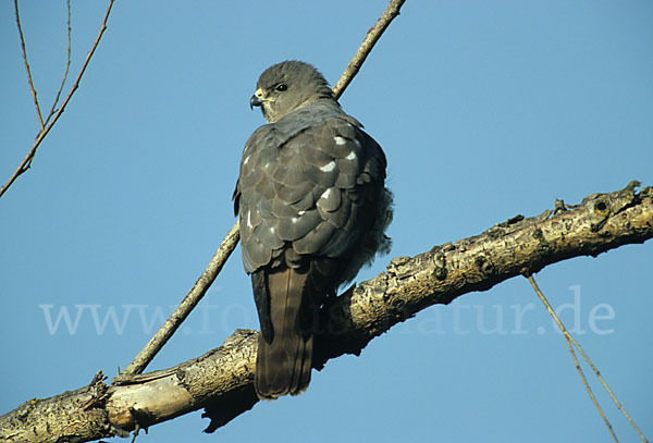 Kurzfangsperber (Accipiter brevipes)