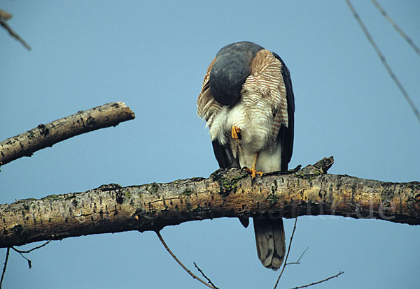 Kurzfangsperber (Accipiter brevipes)