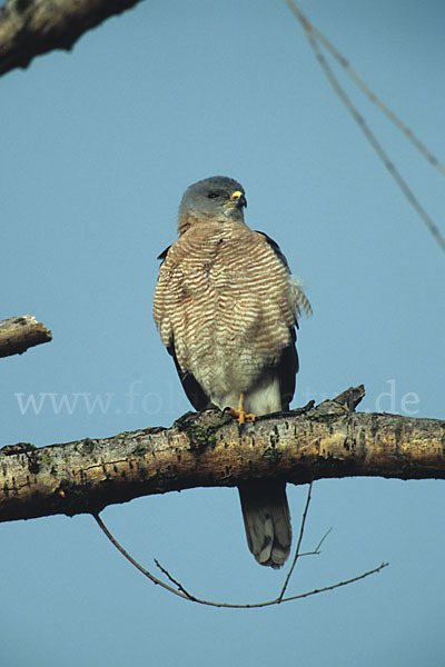 Kurzfangsperber (Accipiter brevipes)