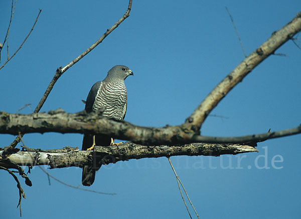 Kurzfangsperber (Accipiter brevipes)