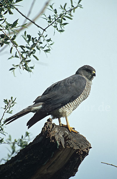 Kurzfangsperber (Accipiter brevipes)