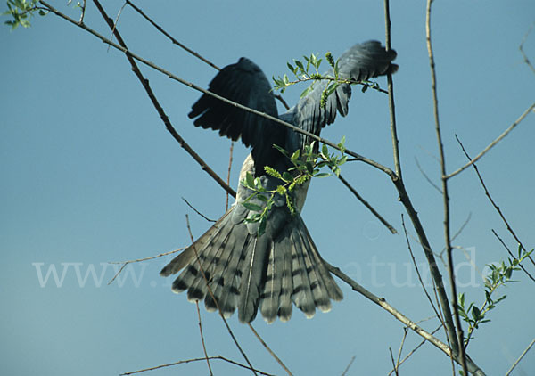 Kurzfangsperber (Accipiter brevipes)