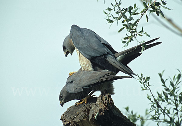 Kurzfangsperber (Accipiter brevipes)