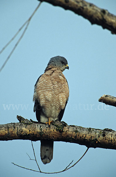 Kurzfangsperber (Accipiter brevipes)