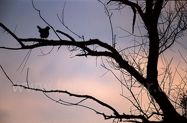 Kurzfangsperber (Accipiter brevipes)