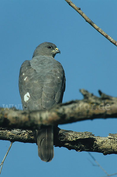 Kurzfangsperber (Accipiter brevipes)