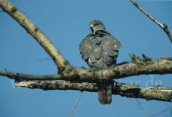 Kurzfangsperber (Accipiter brevipes)