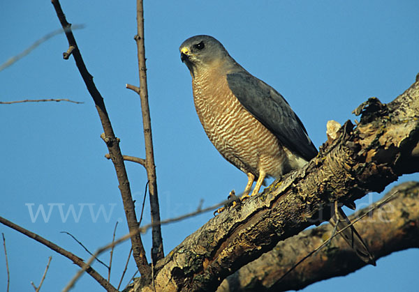 Kurzfangsperber (Accipiter brevipes)