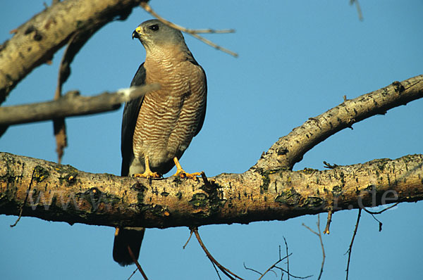 Kurzfangsperber (Accipiter brevipes)