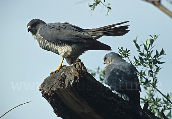 Kurzfangsperber (Accipiter brevipes)