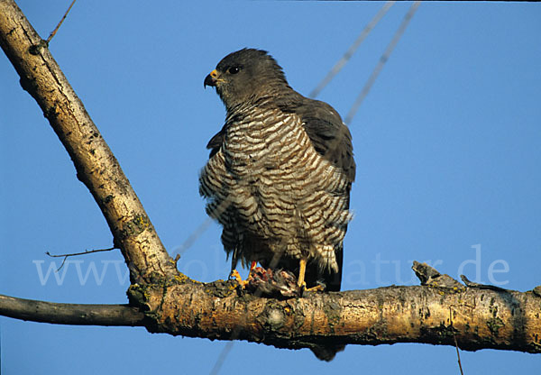 Kurzfangsperber (Accipiter brevipes)